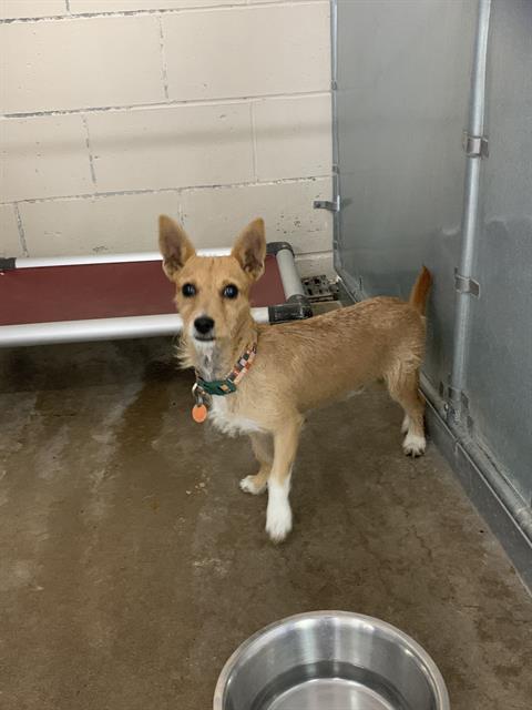 Adoptable Dog