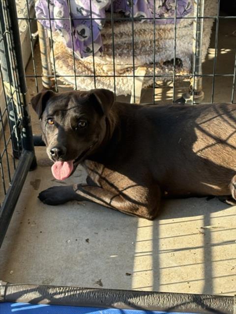 Adoptable Dog