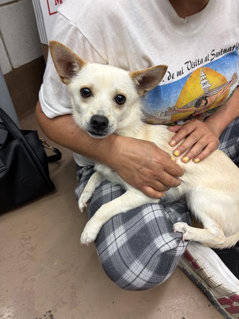 Adoptable Dog