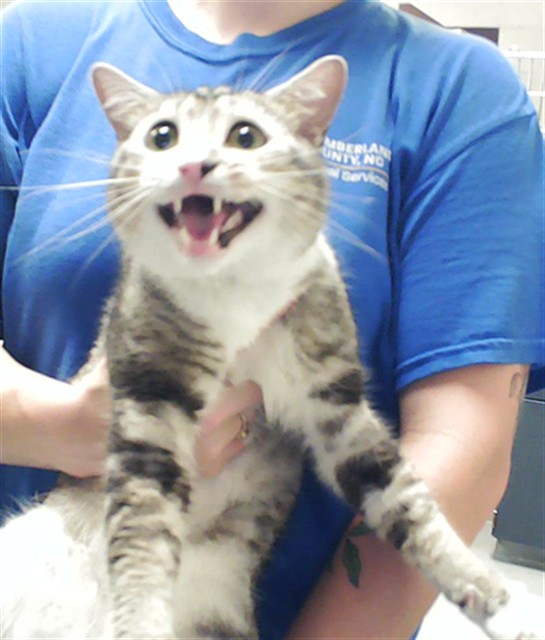 Adoptable Cat