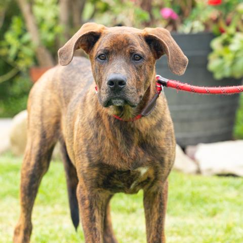 Adoptable Dog