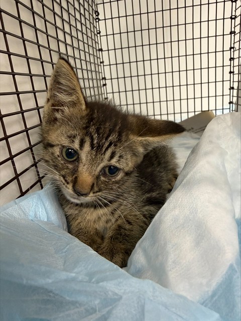 Adoptable Cat