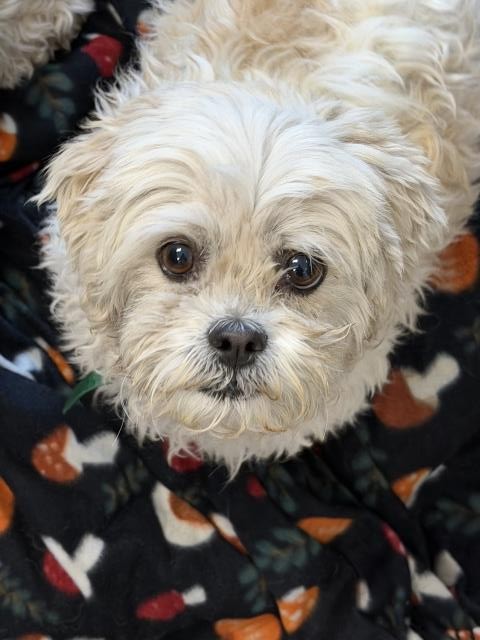 Maggie