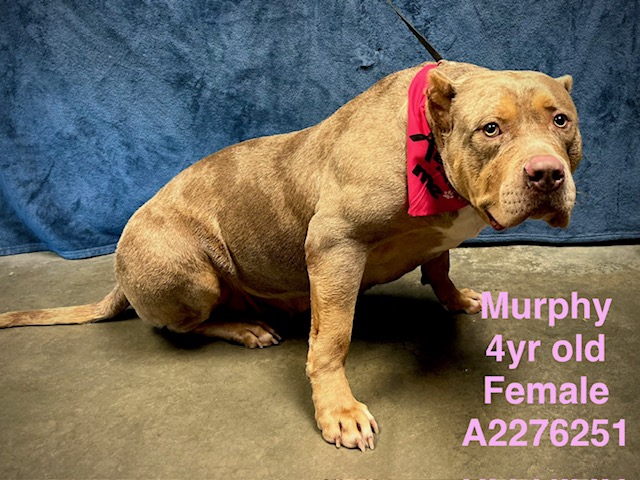 Murphy