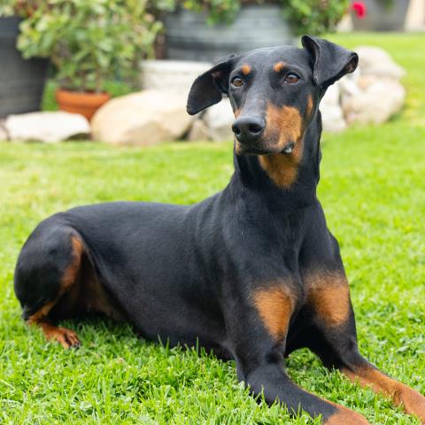 Mika