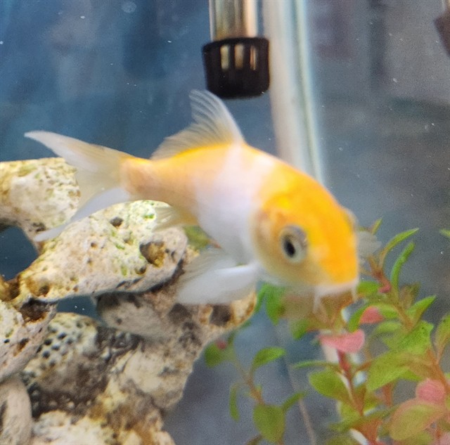 Sir Fin