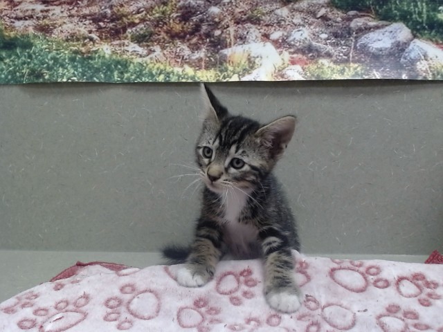 Adoptable Cat