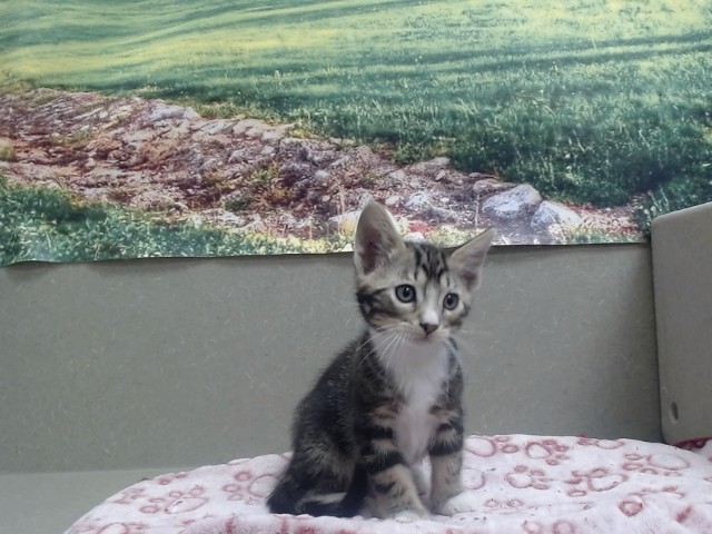 Adoptable Cat