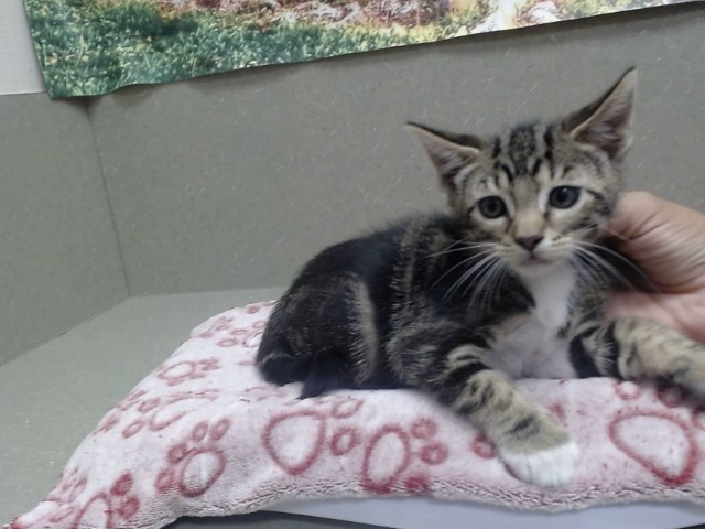 Adoptable Cat