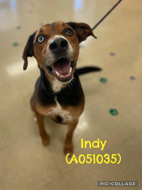 Indy