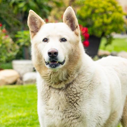 *Polar Bear