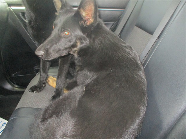 Adoptable Dog