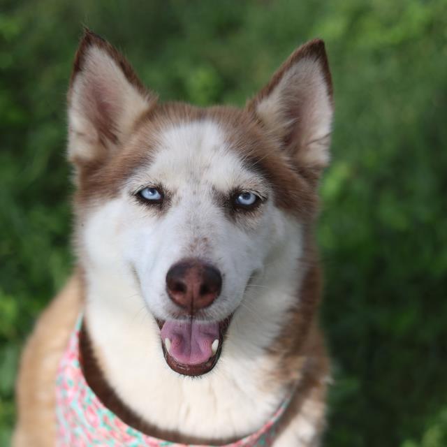 Hazel