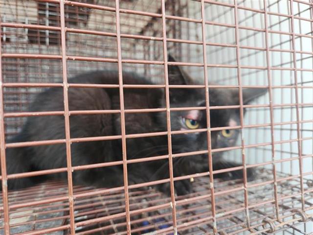 Adoptable Cat