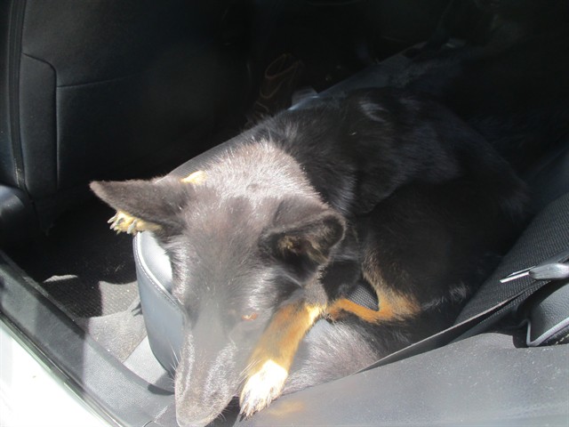 Adoptable Dog