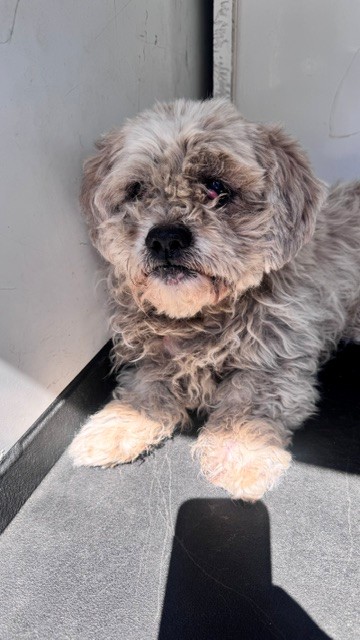 Adoptable Dog