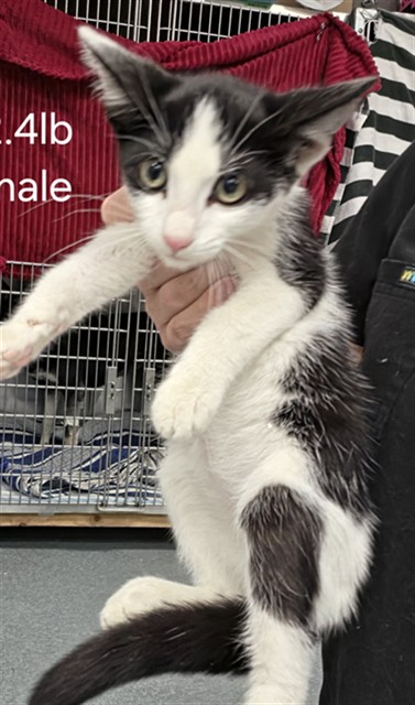 Adoptable Cat