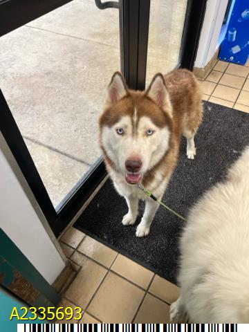 Kenai
