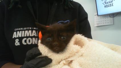 Harper