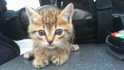 Cinnamon