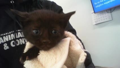 Hattie