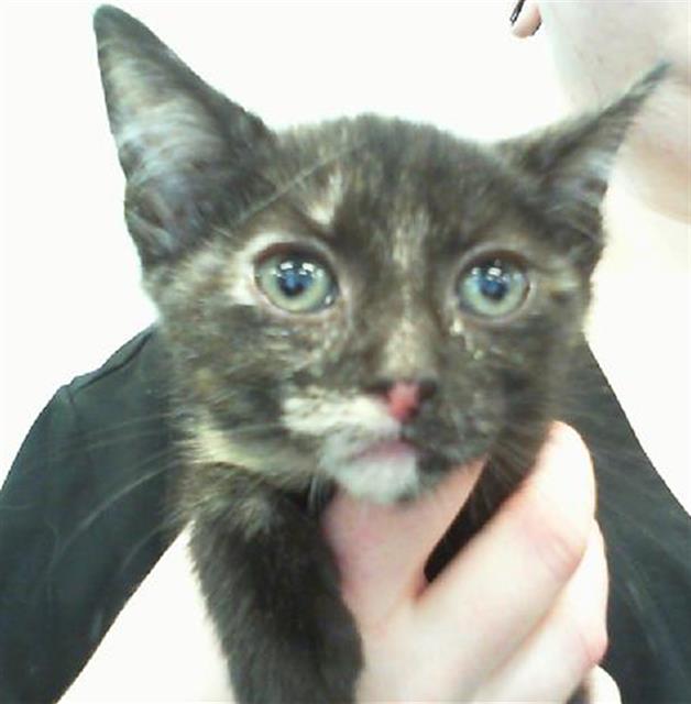 Arya