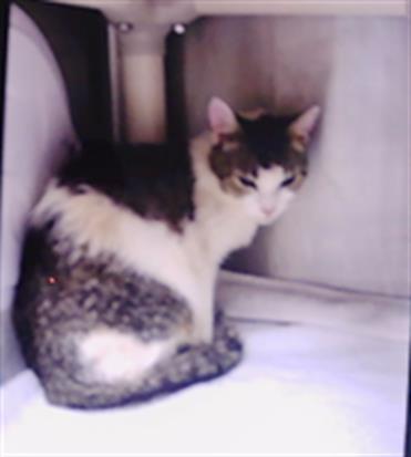 Adoptable Cat