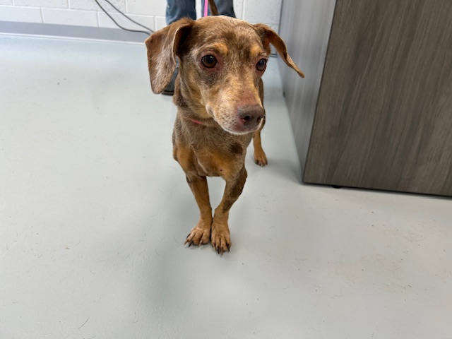 Adoptable Dog