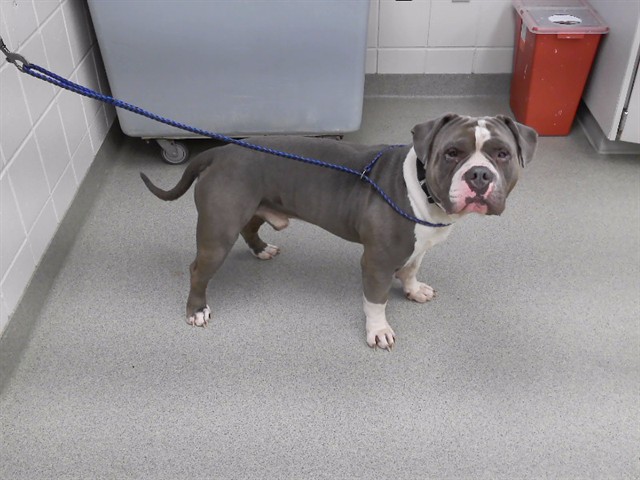 Big Dude