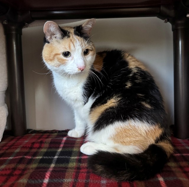 Suzie