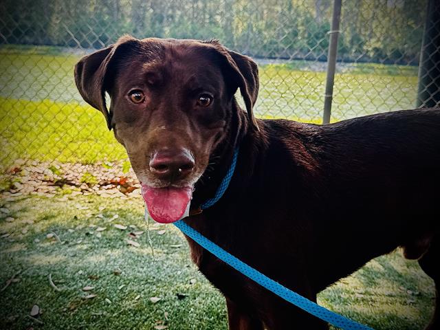 Coco