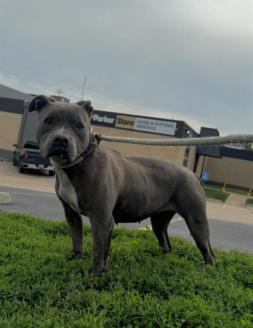 Nova