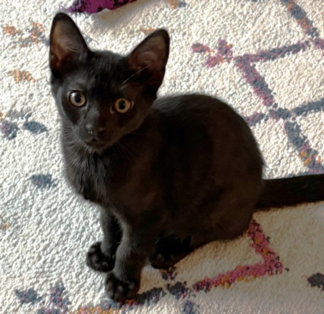 Panther