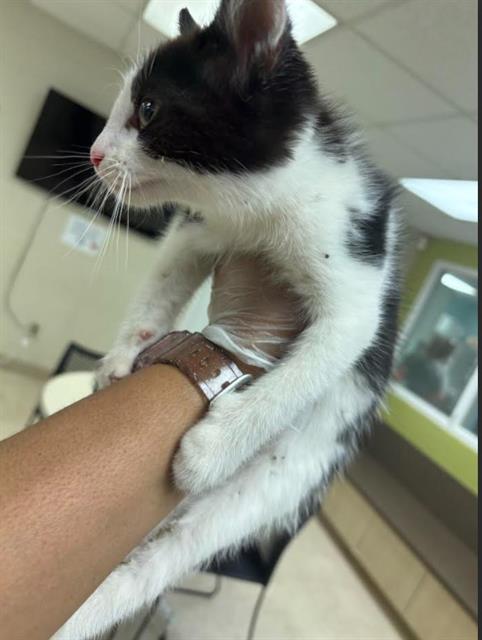 Lentil