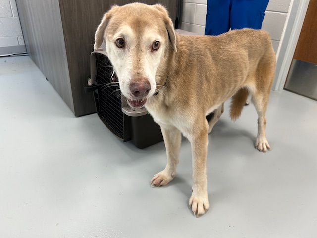 Buddy