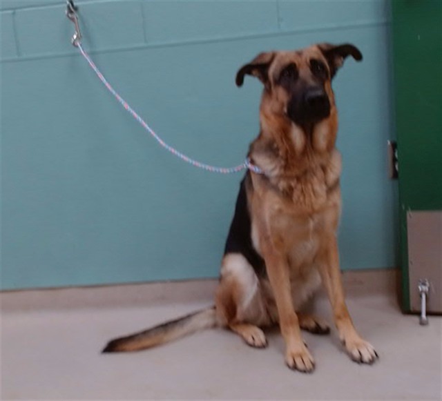 Adoptable Dog