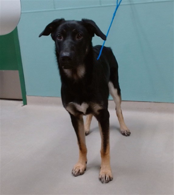 Adoptable Dog
