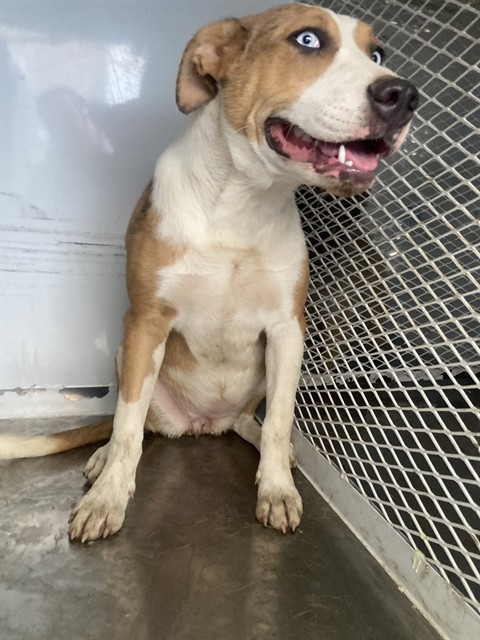 Adoptable Dog