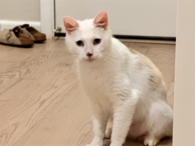 Mochi