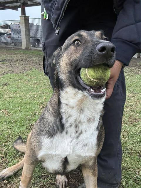 Coco