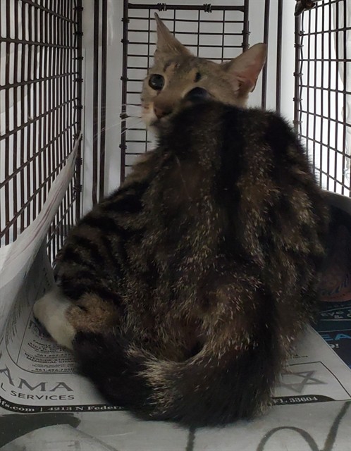 Adoptable Cat