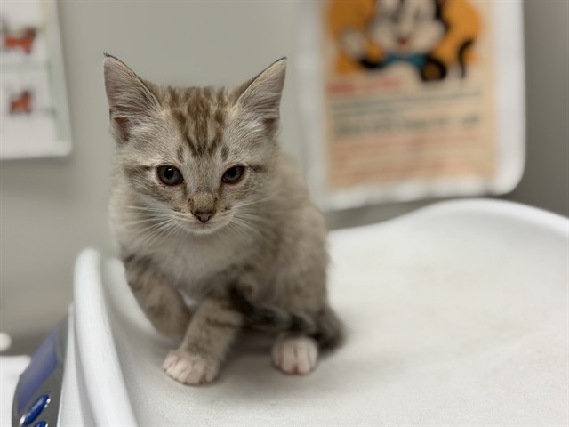 Adoptable Cat