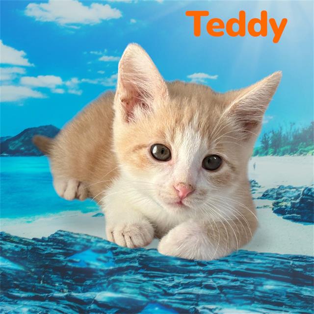 *Teddy