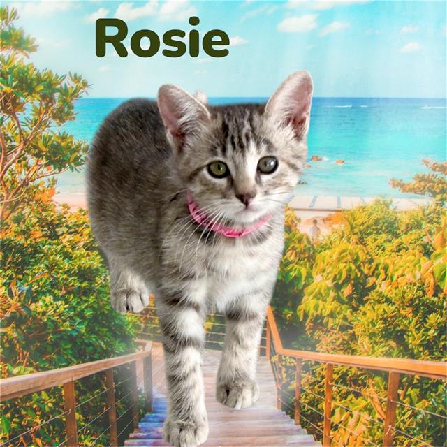 *Rosie