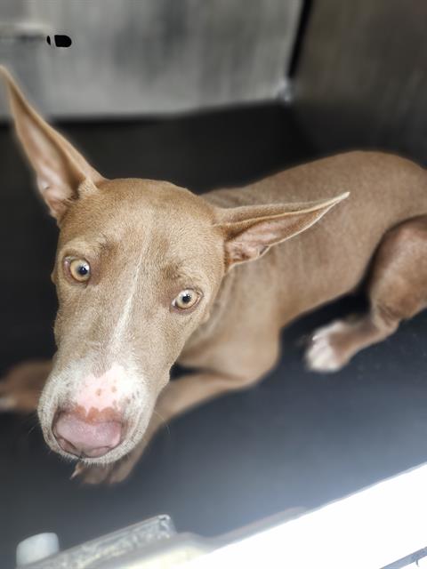 Coco