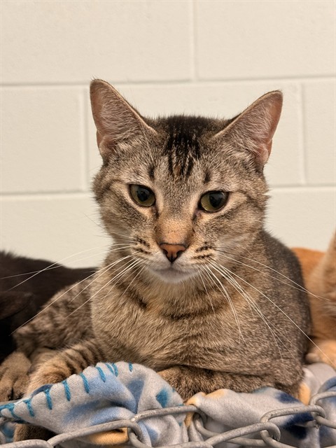 Missy (Unk 11 A388847