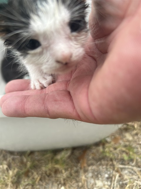 Daisy