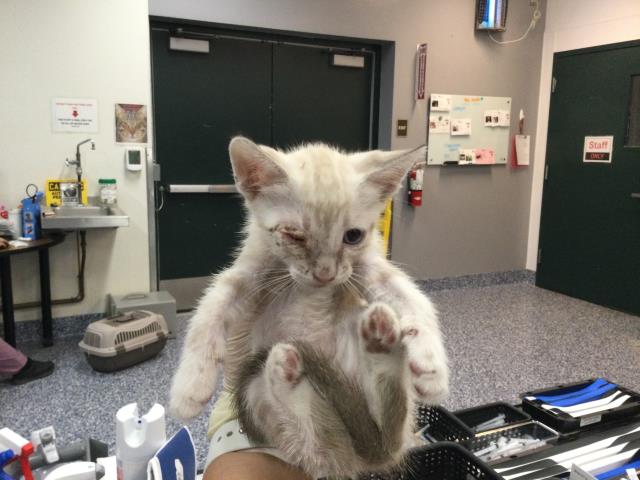 Adoptable Cat