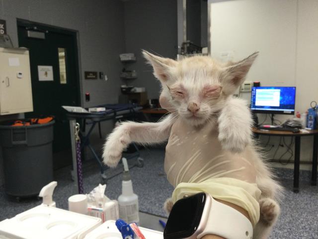 Adoptable Cat