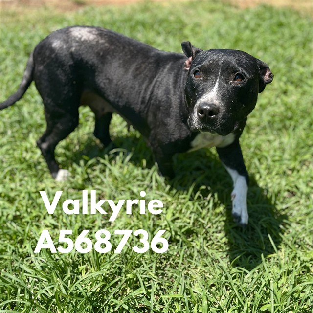Valkyrie